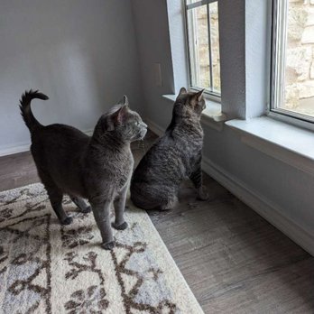 Austin Cat Sitters - Waiting for Anna to Visit - Pet Sitting Near Me - Austin, Texas