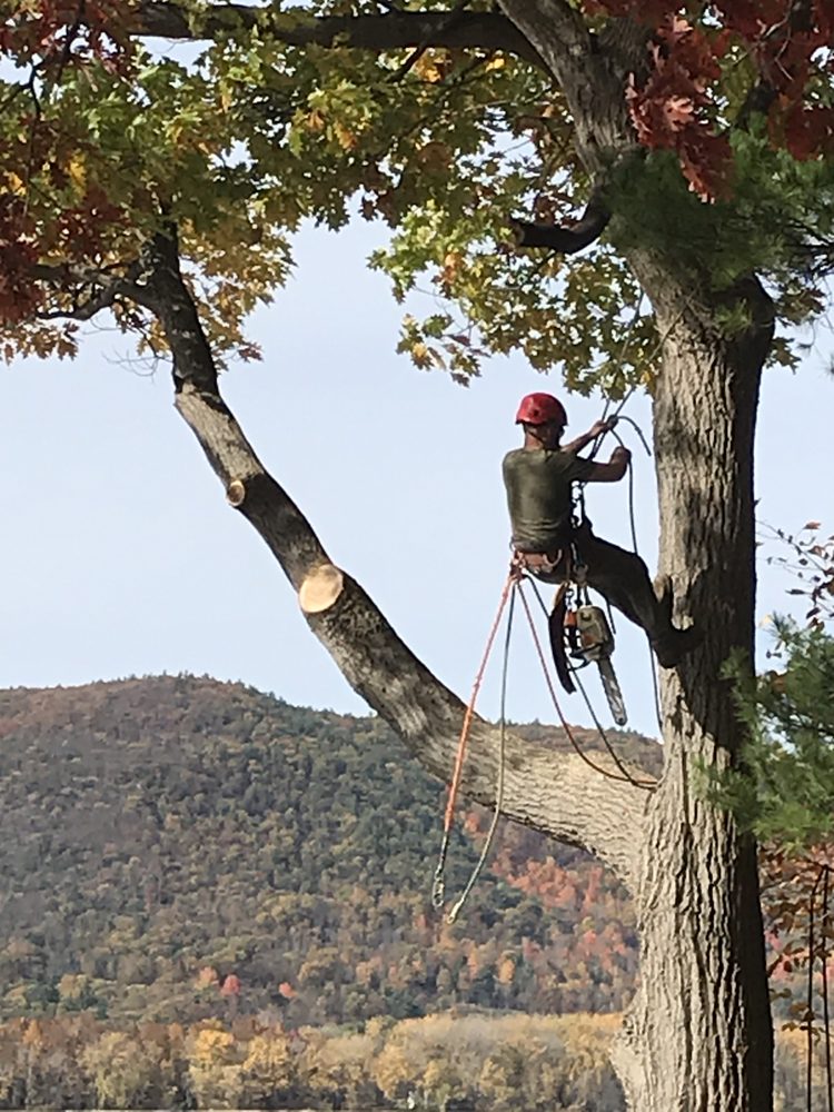 Climb On Tree Services - tree service in Addison, VT