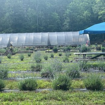 Frogholler Lavender Farm - Lavender field where you can pick stems. - Flowers & Gifts Near Me - Madison, North Carolina