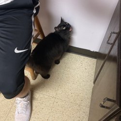 James City Veterinary Clinic - Misti!
