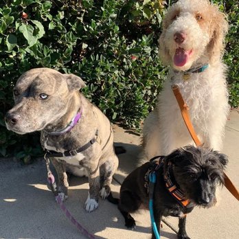 Yo Dog Walker - Dog Walkers Near Me