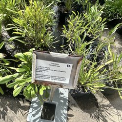 All Native Garden Center