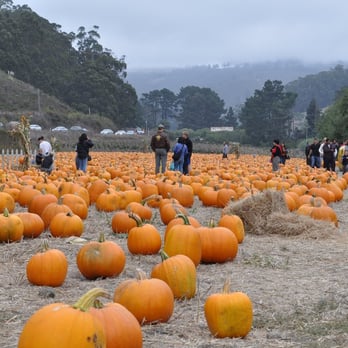 4 C's Pumpkin Patch - Pumpkin Patches Near Me - Half Moon Bay, California