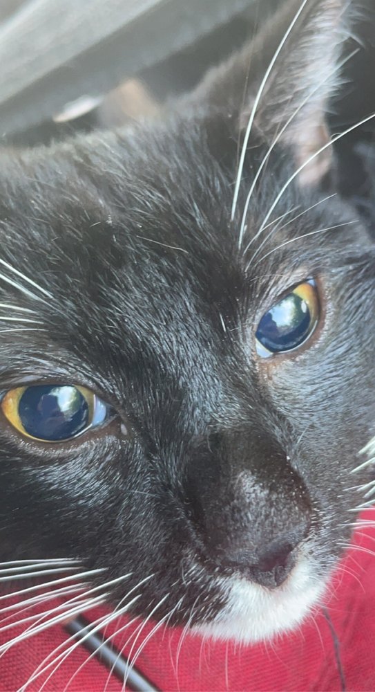 NORTH WESTCHESTER VETERINARY OFFICES Updated July 2024 22 Reviews