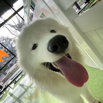 Citydog! Club - Pet Groomers Near Me - Mountain View, California