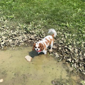 Swift Run Dog Park - Dog Parks Near Me - Ann Arbor, Michigan Swift Run Dog Park - Dog Parks Near Me - Ann Arbor, Michigan