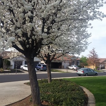 Del Stephenson Park - Blossoming trees - Parks Near Me - Roseville, California