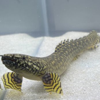 Underground Aquaticz - Polypterus Ornatipinnis - Local Fish Stores Near Me - West Babylon, New York