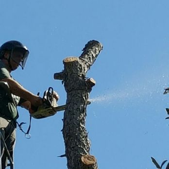 Trees and More of Northwest Florida- Fanberg Brothers - Removal of pine tree. - Tree Services Near Me - Milton, Florida Trees and More of Northwest Florida- Fanberg Brothers - Removal of pine tree. - Tree Services Near Me - Milton, Florida