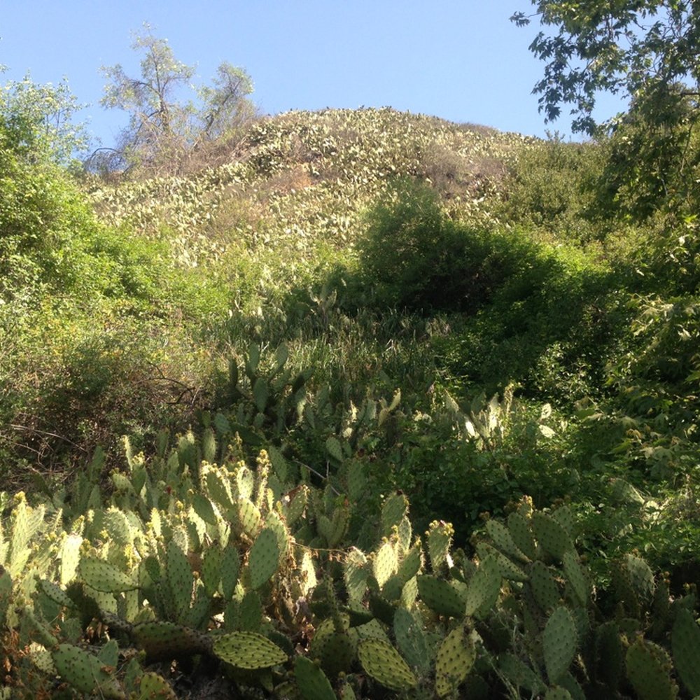 Sycamore Canyon Trail - Nopales. - Parks Near Me - Whittier, California Sycamore Canyon Trail - Nopales. - Parks Near Me - Whittier, California