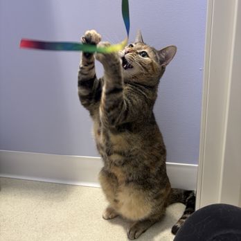 Club Cat - they played with her - Pet Boarding Near Me - Brea, California