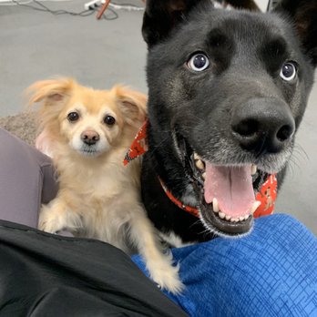 Jasmine Pet Grooming - A very excited pup - Pet Groomers Near Me - Brea, California