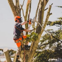 Sanford's Tree Service - untitled