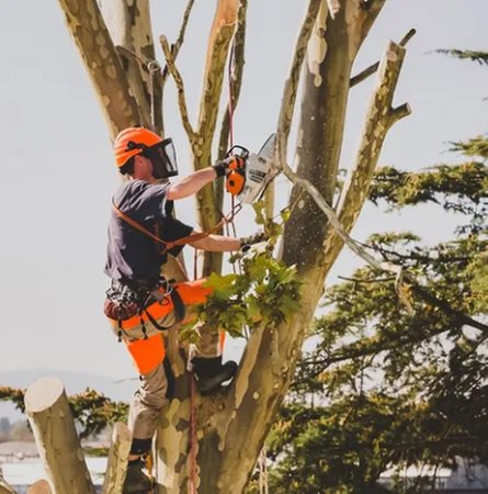 Sanford's Tree Service - tree service in Jacksonville, FL