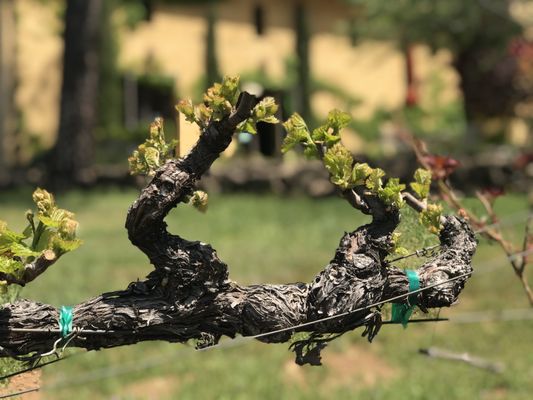 Miraflores Winery by null