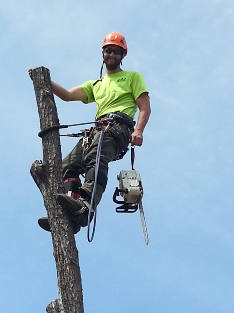 Tree Pros - tree service in Denver, CO