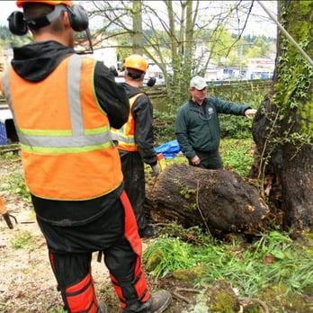 Ballard Tree Service - Tree Services Near Me - Seattle, Washington Ballard Tree Service - Tree Services Near Me - Seattle, Washington