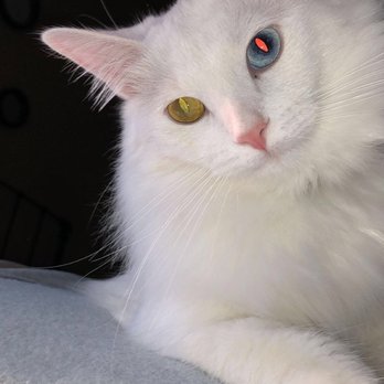 MedVet Akron - My cat tofu - Veterinarians Near Me - Akron, Ohio