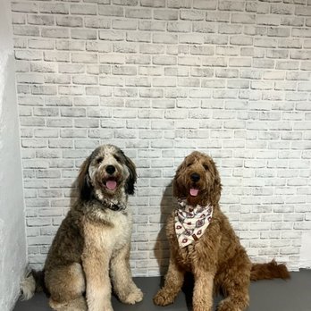 Harvey's House PetCare - Bernie and Harvey....best buds! - Pet Boarding Near Me Harvey's House PetCare - Bernie and Harvey....best buds! - Pet Boarding Near Me