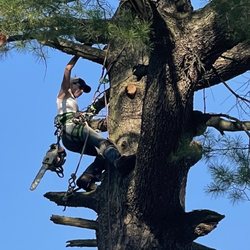 Family Tree Service - Jen taking care of business