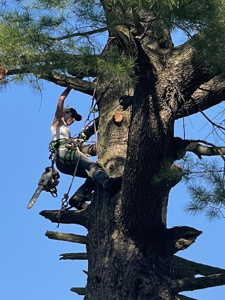 Family Tree Service - tree service in Windsor, PA
