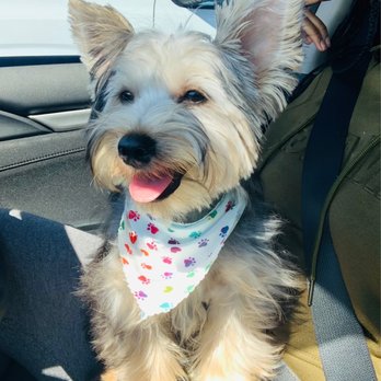 Perfectpaws Doggie Spa - Pet Groomers Near Me - Oxon Hill, Maryland Perfectpaws Doggie Spa - Pet Groomers Near Me - Oxon Hill, Maryland