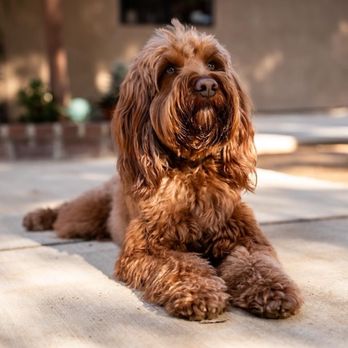 Board N Behave - Bogey - Pet Training Near Me - Wildomar, California