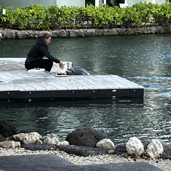 Dolphin Quest - Tours Near Me - Honolulu, Hawaii