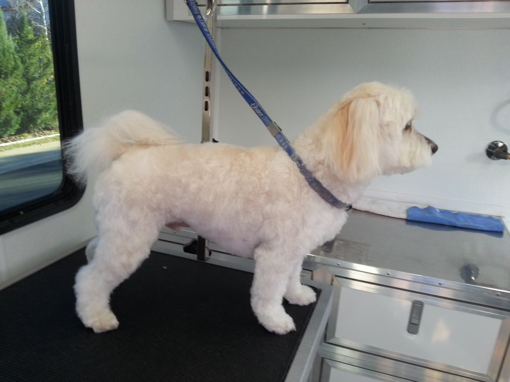 FOXY PAWS MOBILE PET GROOMING Updated September 2024 Broomfield