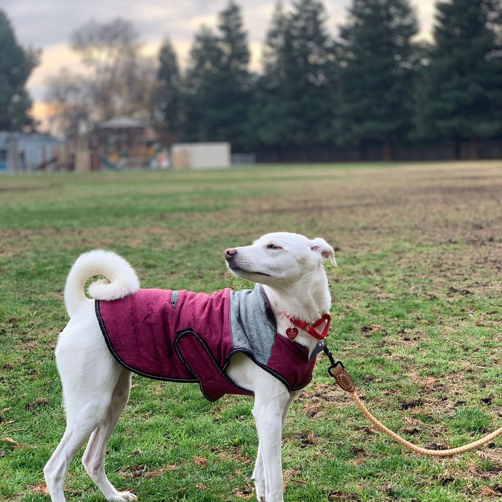 A Better Chance Rescue - Pet Adoption Near Me