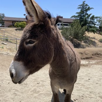Animal Tracks - Vinny the Donkey - Zoos Near Me - Agua Dulce, California Animal Tracks - Vinny the Donkey - Zoos Near Me - Agua Dulce, California