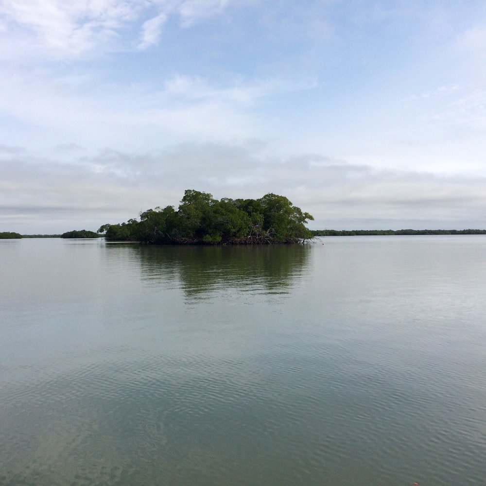 Rookery Bay Environmental Learning Center - Rookery Bay Estuary, March 2016 - Rafting/Kayaking Near Me - Naples, Florida Rookery Bay Environmental Learning Center - Rookery Bay Estuary, March 2016 - Rafting/Kayaking Near Me - Naples, Florida