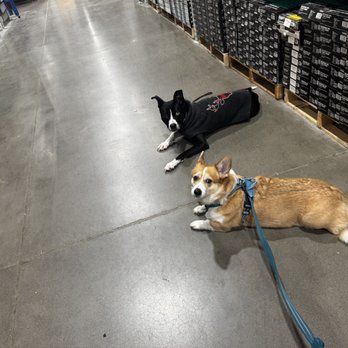 The Tenacious K9 - Pet Training Near Me The Tenacious K9 - Pet Training Near Me