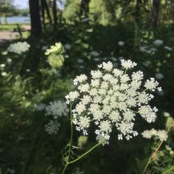 Paunack Park
