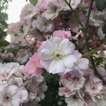 Point Defiance Rose Garden - Botanical Gardens Near Me - Tacoma, Washington