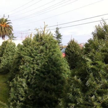 Lamb's Christmas Trees - Christmas trees! - Christmas Trees Near Me - Elk Grove, California Lamb's Christmas Trees - Christmas trees! - Christmas Trees Near Me - Elk Grove, California