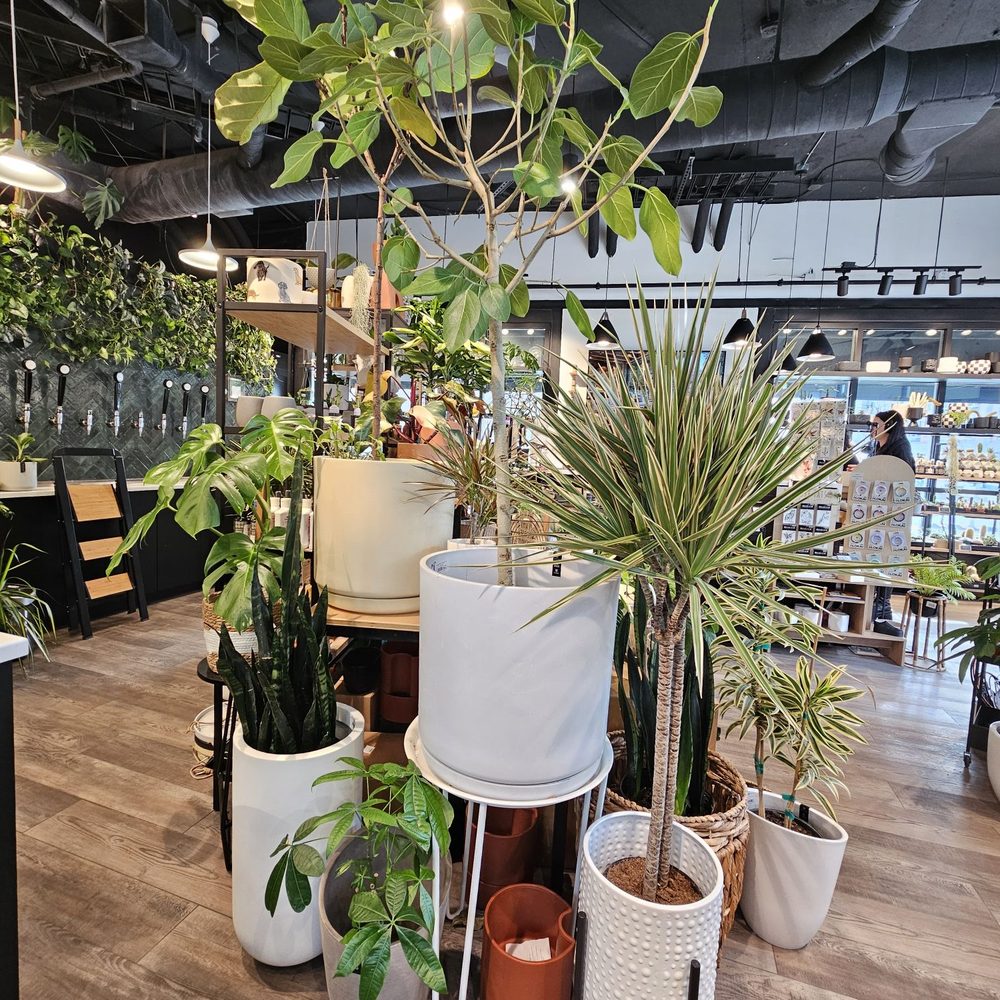 golden pothos is money plant Neon Pothos