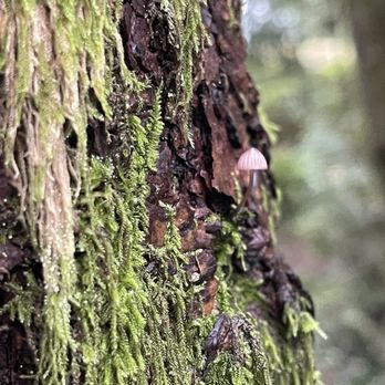 Forage Seattle - Food Tours Near Me