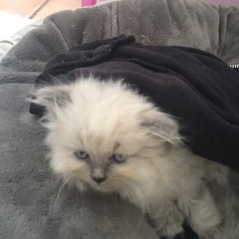 Muffhyms Maine Coon Cattery - My babe - Pet Breeders Near Me Muffhyms Maine Coon Cattery - My babe - Pet Breeders Near Me