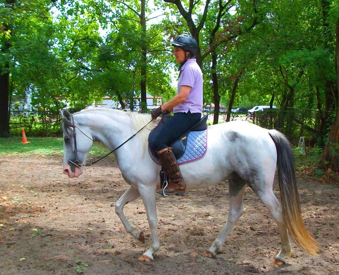 Equestrian Ventures - equestrian in Houston, TX