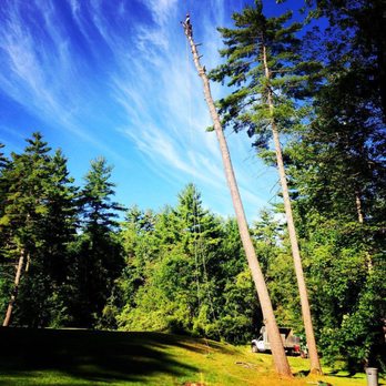 603 Tree Care - Big pine removal. - Tree Services Near Me - Wolfeboro, New Hampshire