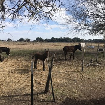 Blue Mule Winery - Blue Mule Winery - Wineries Near Me - Fayetteville, Texas