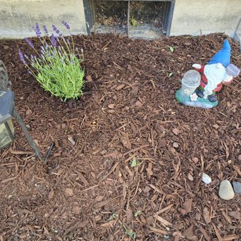 Go Get Em Handymaams - Lovely little lavendar surprise 3 - General Contractors Near Me - Olympia, Washington Go Get Em Handymaams - Lovely little lavendar surprise 3 - General Contractors Near Me - Olympia, Washington