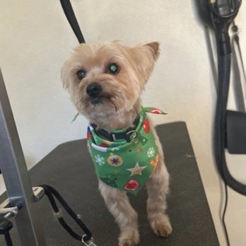 The Tails in the City - My other yorkie looking perfect as always. Thank you Jenna! - Pet Groomers Near Me The Tails in the City - My other yorkie looking perfect as always. Thank you Jenna! - Pet Groomers Near Me