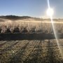 Photo of Lithia Berry Farms