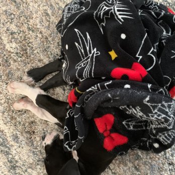 My Clever Canine Dog Training - Hercules - Pet Training Near Me My Clever Canine Dog Training - Hercules - Pet Training Near Me