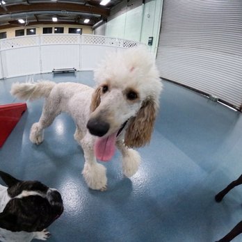 24 Hour Dog Daycare - Pet Boarding Near Me - Escondido, California 24 Hour Dog Daycare - Pet Boarding Near Me - Escondido, California