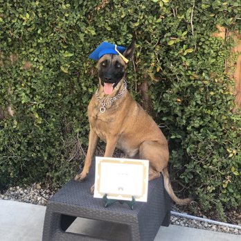 Master Dog Training - Jaxon's second graduation! - Pet Training Near Me - Temple City, California
