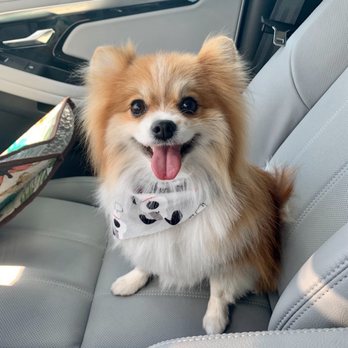 Dog Crafters - before grooming with them. - Pet Groomers Near Me - St. Petersburg, Florida