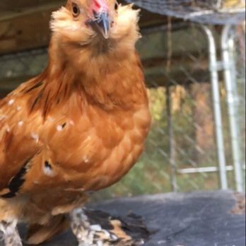 Meyer Hatchery - Punkin (Mille Fleur D'Uccle) all grown up! - Ranches Near Me - Polk, Ohio